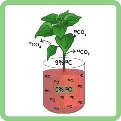 graphical abstract detailing the the dramatic effect pH can have on the fate of CO2 in plants.